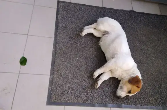 Найдена собака, Раменское, фото: Найден собака, мужской, улица Михалевича, Раменское - взрослый и добрый