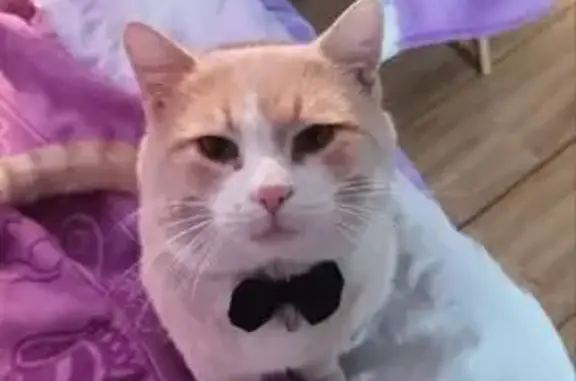 Кошки потеряшки, Большой Лог, фото: Потеряшка кот, Советская улица, 42, Большой Лог - светло-рыжий с белой грудиной