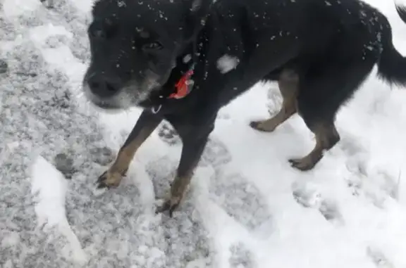 Найдена собака, Кемерово, фото: Найден собака, проспект Ленина, 95, Кемерово - черный окрас, лапы коричневые