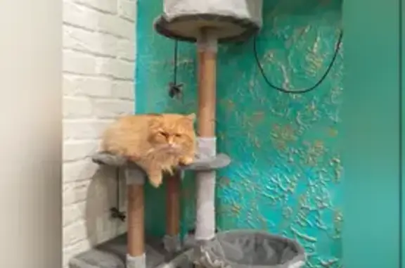 Пропал кот, Московская улица, Родники - глазик слегка смотрит вверх - photo