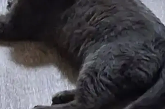 Пропал кот, Восточная улица, 337, Майкоп - дымчатый, крупный, белое пятно возле носа - photo