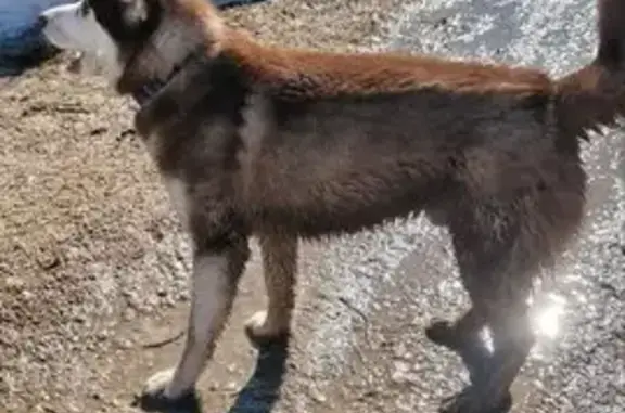 Найденные животные Волоколамск, фото: Найден собака, 75, Дубосеково, Волоколамск - 2 хаски, рыжий с ошейником