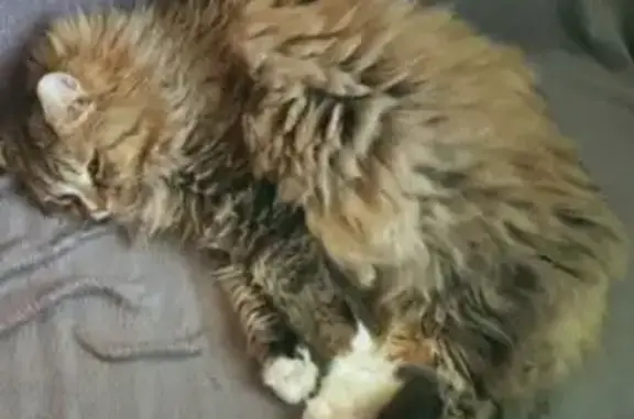 Пропал кот, 5, Лянтор - пушистый - photo