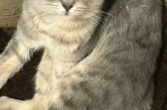 Пропал кот, 1-я улица Разина, 10, Старая Купавна - домашний и добрый - photo