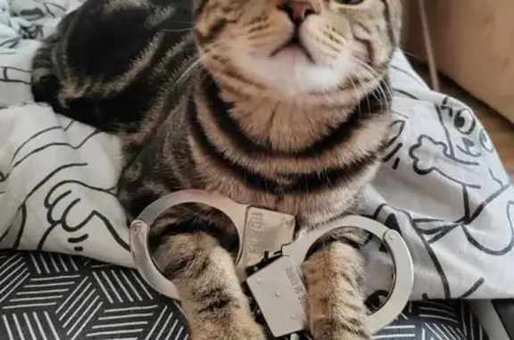 Кошки потеряшки, Новосибирск, фото: Потеряшка кот, Кубовая улица, 96/3, Новосибирск - крупненький и ласковый