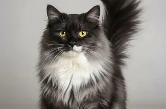 Пропала кошка, женский пол, улица Адмирала Ушакова, 76, Пермь - пушистая с медными глазами - photo