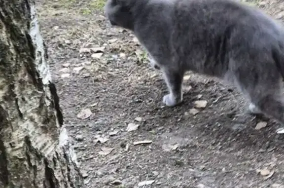 Найденные животные Санкт-Петербург, фото: Найдена кошка, проспект Художников, 19 к1, Санкт-Петербург - белое пятно на груди