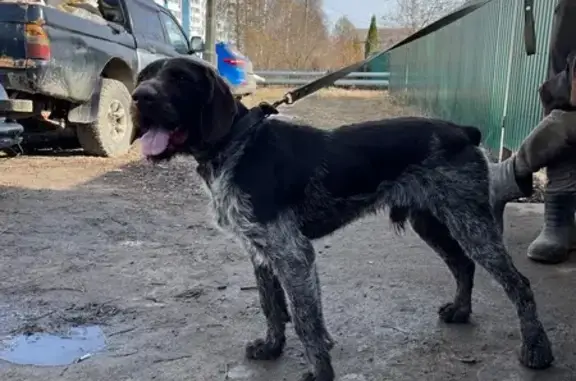 Пропала собака, улица Карла Маркса, 6, Коломна - дратхаар с пятнистым окрасом - photo