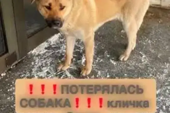 Пропала собака, девочка, улица Магницкого, 26, Чебоксары - photo