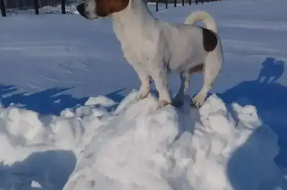 Объявления о пропавших и найденных животных, Шилово, фото: Пропал собака, Шилово - коричневое пятно в виде 8
