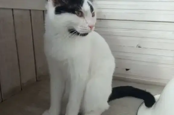 Найдена кошка, Берёзовский, фото: Найдена кошка, улица Маяковского, Берёзовский - белая с черными пятнами