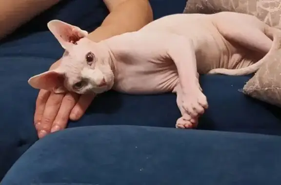 Пропал кот, улица Труфанова, 8 к3, Ярославль - сфинкс, окрас белый - photo