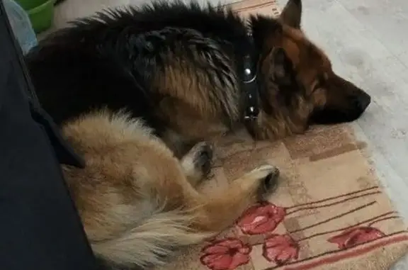 Найденные животные Рыбное, фото: Найден собака, Преображенская улица, 41 с1, Рыбное - черно-рыжий и контактный