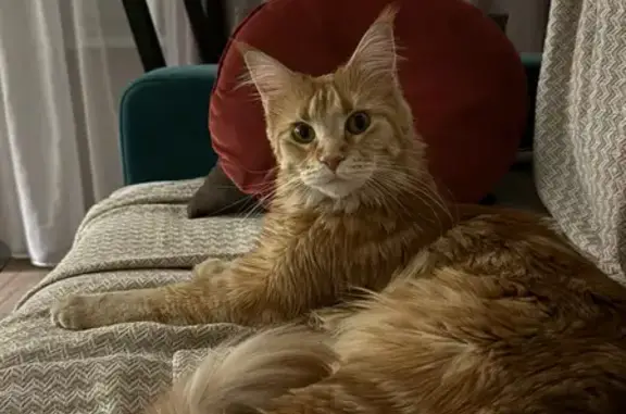 Найдена кошка, Балашиха, фото: Найдена кошка, улица 40 лет Победы, Балашиха - рыжий мейкун