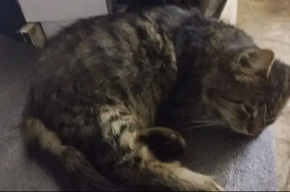 Кошки потеряшки, ище, фото: Потеряшка кот, Пыжово, Московская область - тёмно-серый полосатый