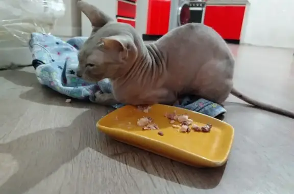 Найдена кошка, Ростов-на-Дону, фото: Найдена кошка, улица Немировича-Данченко, 52, Ростов-на-Дону - молодая кошечка Сфинкс