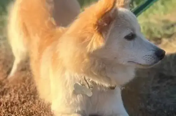 Пропала собака, женская, Заводской переулок, Семилуки - бежево-золотистая с синей биркой - photo