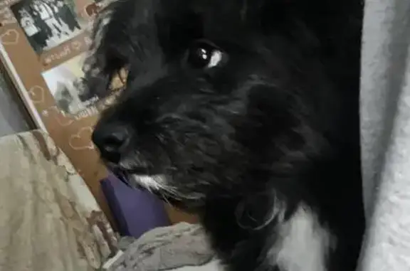 Пропала собака, улица Ленина, 78, Новокузнецк - черный окрас с белым пятном - photo