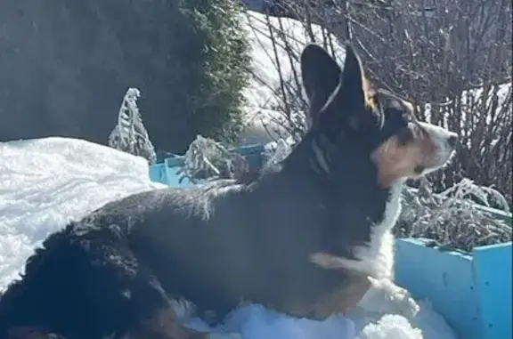 Собаки потеряшки, Переславль-Залесский, фото: Потеряшка собака, Новосельская улица, 18, Переславль-Залесский - корги по имени Джим