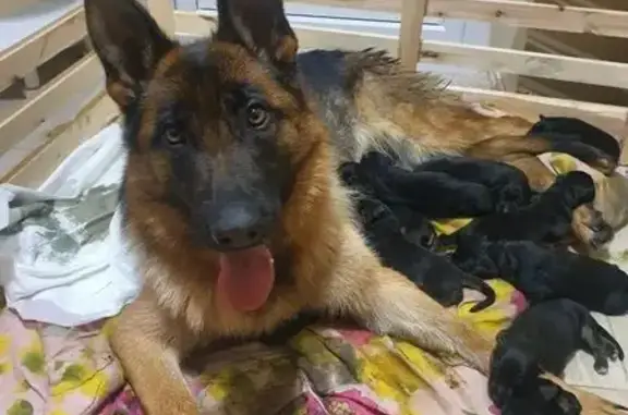 Собаки потеряшки, Корниловское, фото: Потеряшка собака, женский пол, Раздольная улица, 2, Корниловское