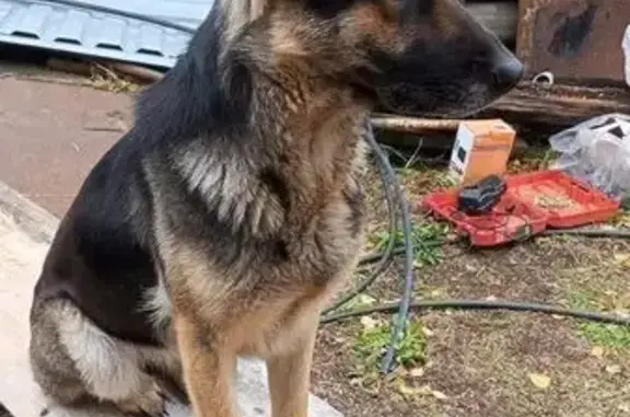 Пропала собака, девочка, Кирпичная улица, Краснинское, Промышленная - черно-коричневый окрас - photo