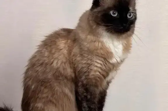 Пропала кошка, улица 39-й Гвардейской дивизии, 29, Волгоград - сиамская, пушистая - photo