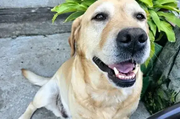 Пропал собака, Портовая улица, 108, Ростов-на-Дону - палевый лабрадор, 7 лет - photo