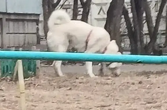 Найденные животные Красноярск, фото: Найдена собака, Инструментальная улица, Красноярск - белая, красная шлейфа