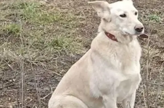 Пропала собака, женский пол, Одинцово, Московская область - светло бежевый окрас - photo