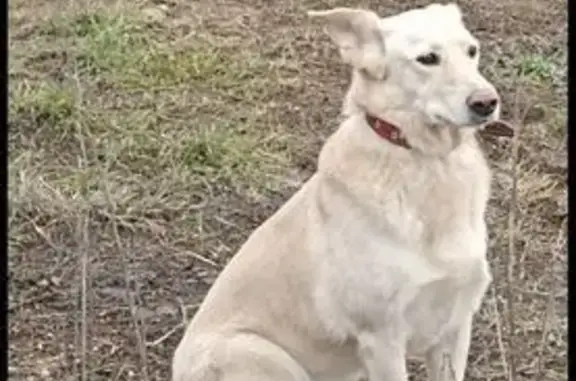 Пропала собака, Каштановая улица, Одинцово - photo