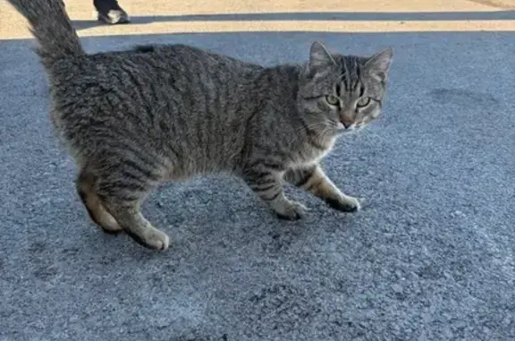 Найдена кошка, Мокроусово, фото: Найдена кошка, Железнодорожная улица, Мокроусово - синий ошейник