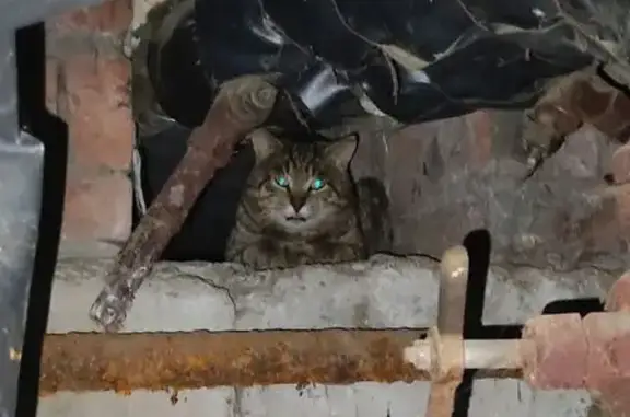 Найдена кошка, Сенькинское, фото: Найдена кошка, Дорожная улица, 9, Сенькинское - коричневатый окрас