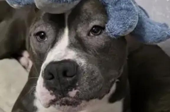 Пропала собака Мальчик, Саларьево (rl1157990) - photo