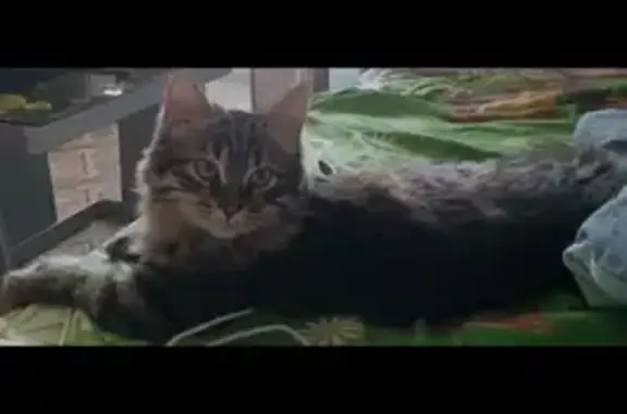 Пропала кошка, мужской, улица Сеченова, Пермь - длинный пушистый хвост - photo