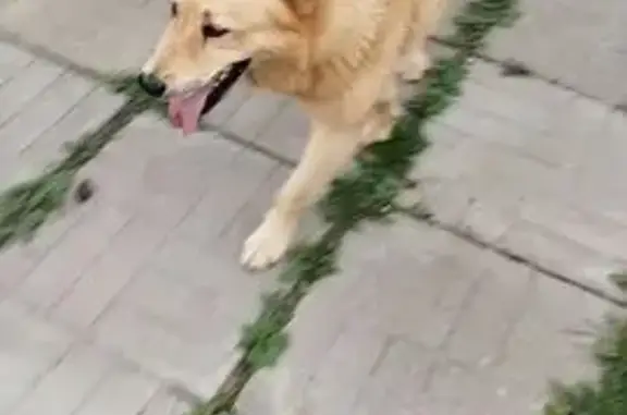 Пропала собака, улица Пришвина, 60, Талдом - photo