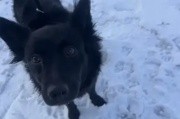 Найдена собака, Новосибирск, фото: Найдена собака, Трикотажная улица, 66, Новосибирск - черная, молодая, знает команды