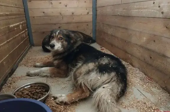 Найдена собака, Воронеж, фото: Найдена собака, Дачный проспект, 19В, Воронеж - трёхцветный окрас