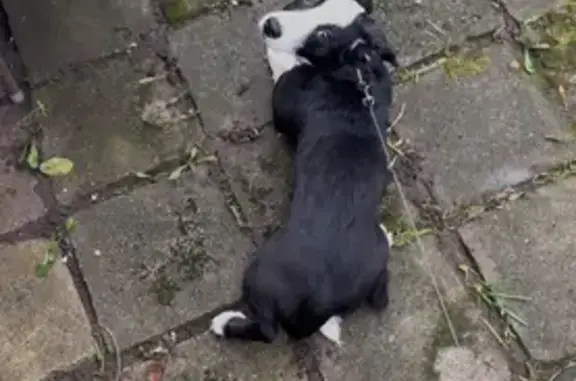 Пропала собака, улица Дзержинского, 130, Калининград - photo