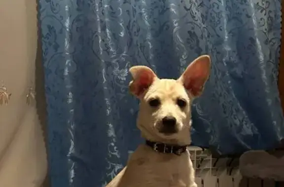 Пропал собака, улица Королёва, 9/1, Осинники - белый окрас с рыжей полосой - photo