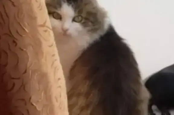 Пропала кошка, Набережная улица, 39, Миасс - белый окрас с пятном на спине - photo