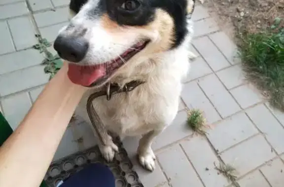 Пропала собака, Гражданская улица, 32, Семёнов - photo