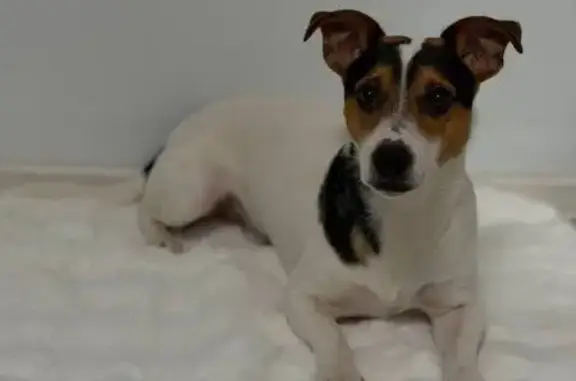 Пропала собака, улица Победы, 28, Сочи - photo