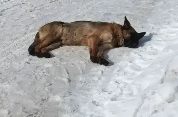 Найдена собака, Томск, фото: Найдена собака, улица Высоцкого, 33, Томск - сука немецкой овчарки