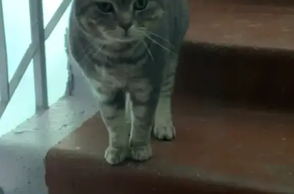 Найдена кошка, Ярославль, фото: Найдена кошка, Ленинградский проспект, 60, Ярославль - крупная и не боится людей