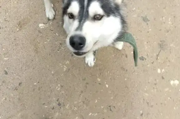 Пропала собака, 78Н-0821, Ильинское - добрая, боится машин - photo