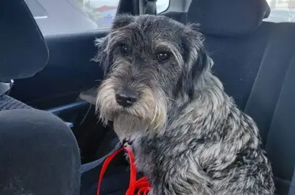 Найдена собака, Битца, фото: Найдена собака, улица Пушкина, 10, Битца - Миттельшнауцер, девочка