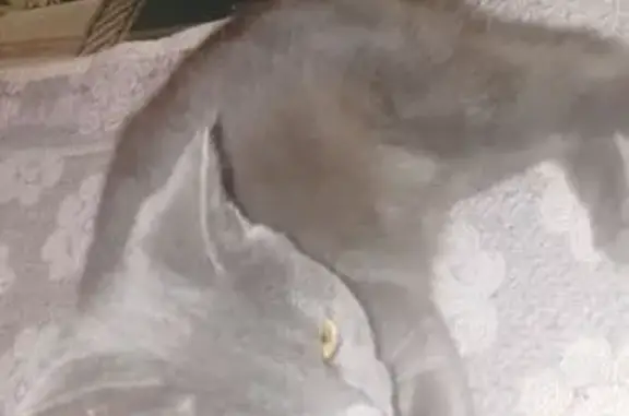 Кошки потеряшки, Курган, фото: Потеряшка кошка, 34, Курган - серая с черным ошейником