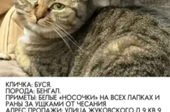 Пропала кошка, Фанерная улица, городской округ Липецк - photo