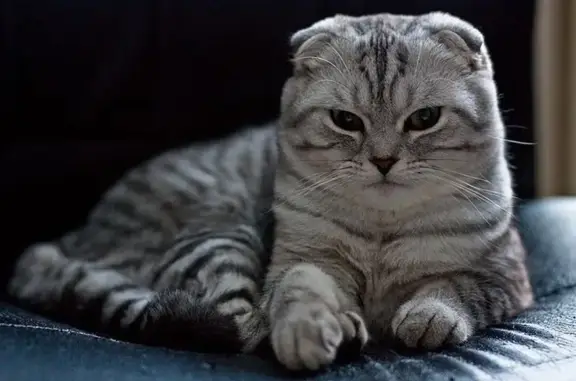 Пропала кошка, Сибирская улица, 21А, Глазов - вислоухая, серая в полоску - photo