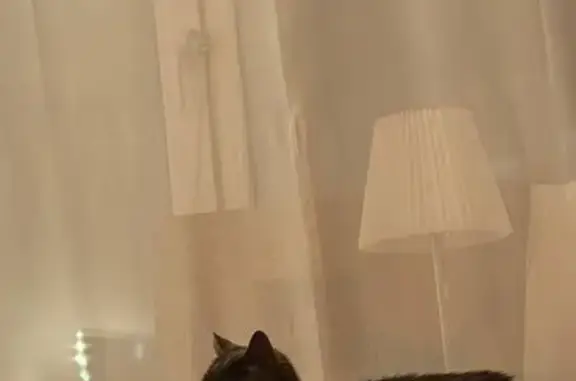 Пропала кошка, улица Волкова, 79, Казань - серая, похожа на британку - photo